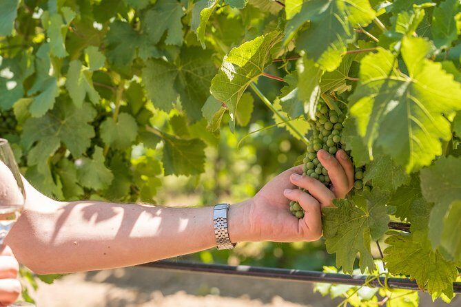 Cotes de Provence Wine Tour from Aix-en-Provence - FAQs