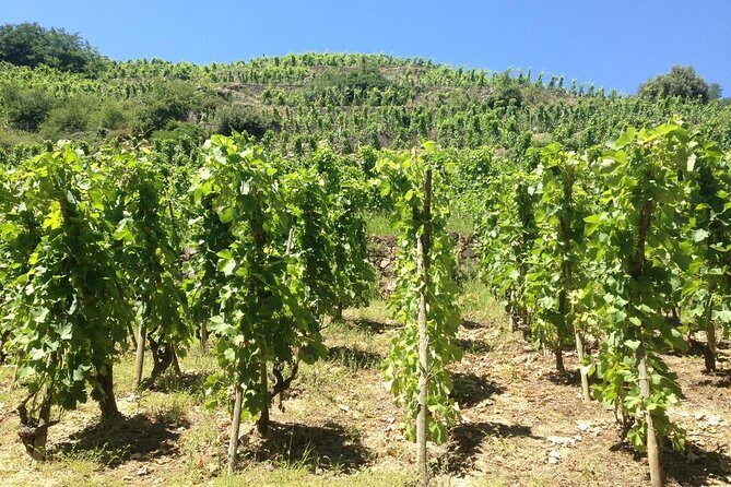 Cotes du Rhone Wine Tour (9:00 am to 5:15 pm) - Small Group Tour from Lyon - FAQ