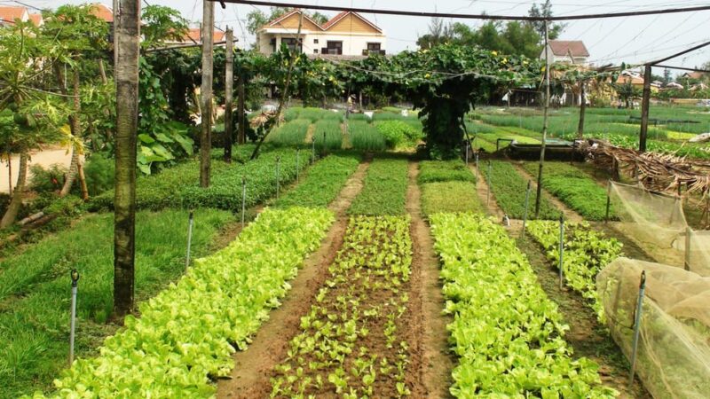Countryside Bike Tour, Basket Boat and Cooking Class - Unique Experiences