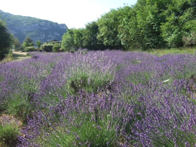 Countryside, Medieval Village and Lake Private Guided Tour - Included Services and What to Bring