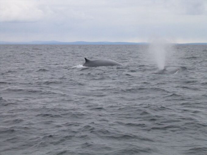 County Cork: Whale & Dolphin Watching Boat Trip - Safety Guidelines for Participants