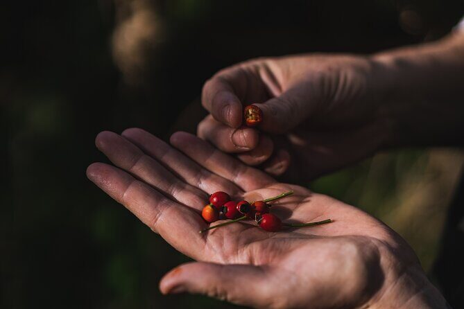 Courtown Woodland Guided Tour - Who Will Love This Tour?