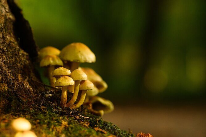 Courtown Woodland Guided Tour - FAQs