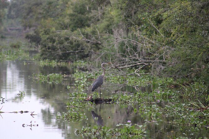 Covered Boat Swamp Tour with Transportation from New Orleans - Who Will Enjoy This Tour?