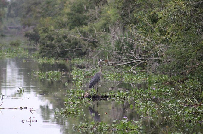 Covered Boat Swamp Tour with Transportation from New Orleans - The Sum Up