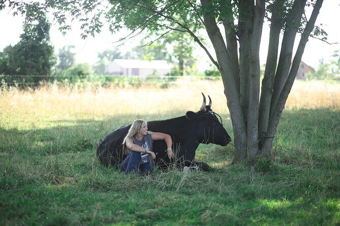 Cow Cuddles Moo Moo Bovine Therapy - Exploring Cow Cuddles Moo Moo Bovine Therapy