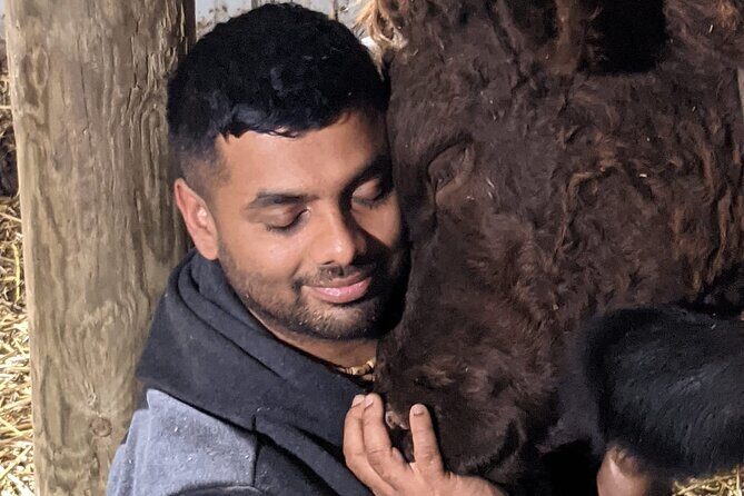 Cow Cuddles Moo Moo Bovine Therapy - Who Should Consider This Tour?