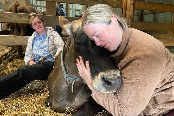 Cow Cuddles Moo Moo Bovine Therapy - Summary: The Value of Cow Cuddles Moo Moo Bovine Therapy