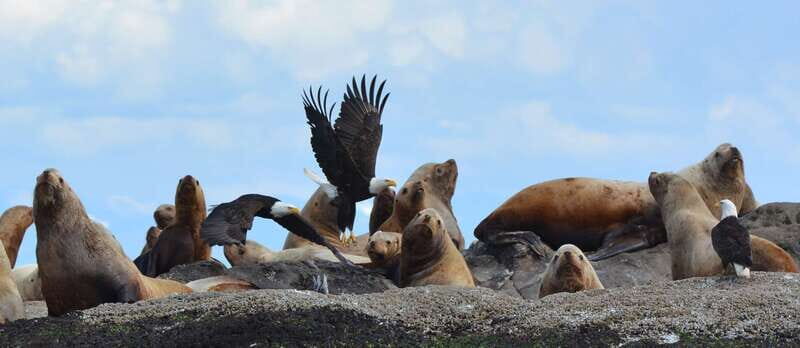 Cowichan Bay: Half-Day Whale & Wildlife Adventure - Key Points