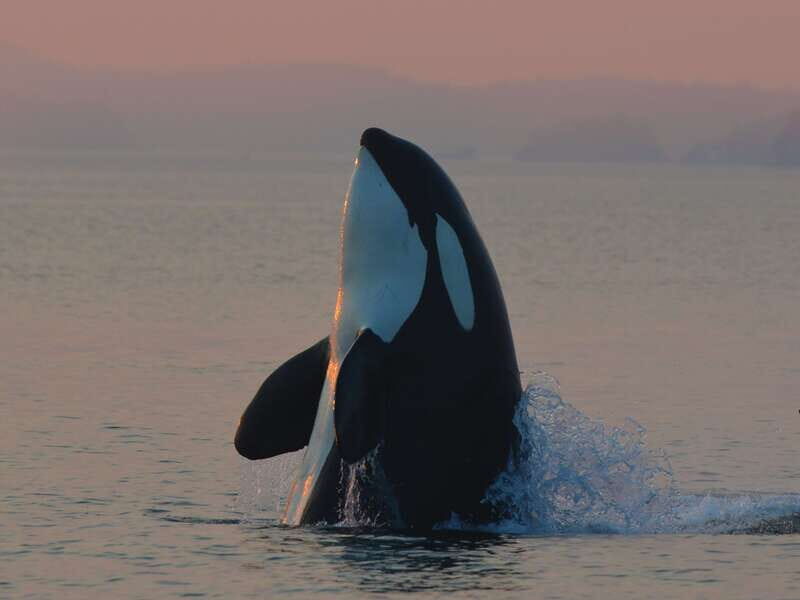 Cowichan Bay: Half-Day Whale & Wildlife Adventure - Exploring the Experience: What’s It Like?