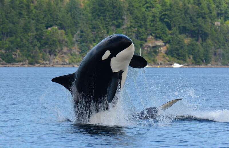 Cowichan Bay: Half-Day Whale & Wildlife Adventure - Final Thoughts: Who Is This Tour For?