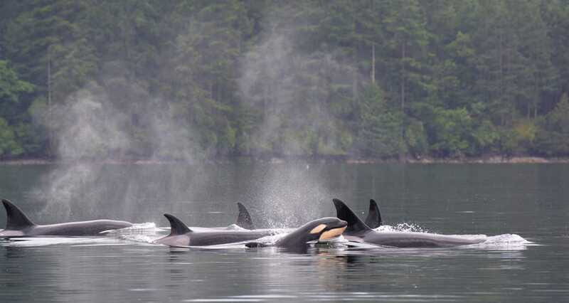 Cowichan Bay: Half-Day Whale & Wildlife Adventure - In The Sum Up