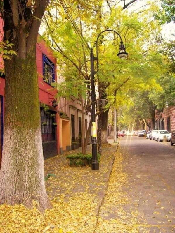 COYOACAN: FRIDA KAHLO STEPS IN COYOACAN AND SAN ANGEL CDMX - Who Will Love This Tour?