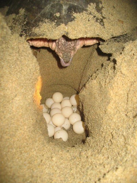 *Coyuca Lagoon Tour and Baby Turtle Release - Savor Typical Mexican Lunch