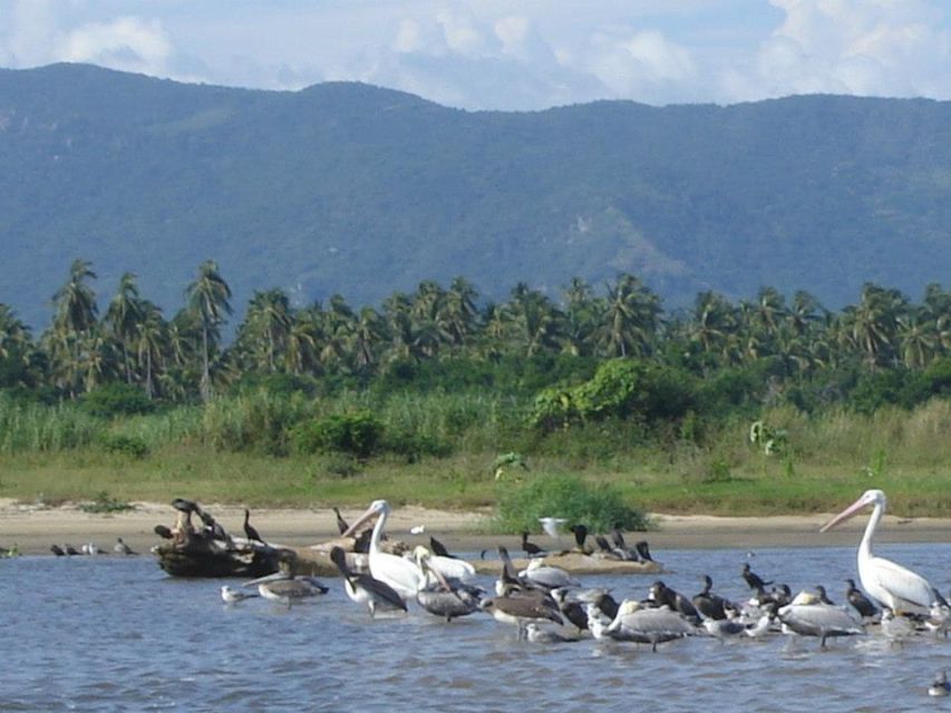 *Coyuca Lagoon Tour and Baby Turtle Release - Positive Guest Feedback