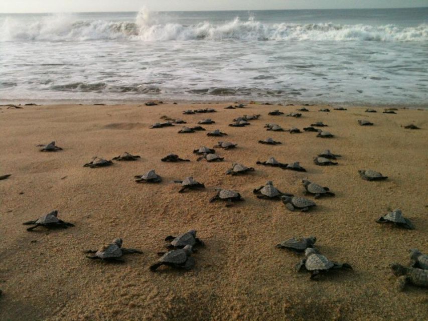 *Coyuca Lagoon Tour and Baby Turtle Release - Frequently Asked Questions