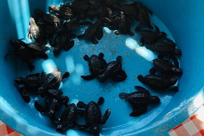 Coyuca Town Tour and Baby Turtle Release - Who Will Love This Tour?