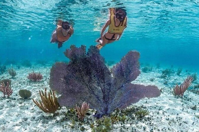 Cozumel Buggy Scape : Reef Snorkeling & Beach Club Fun - FAQ