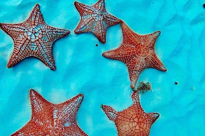 Cozumel Catamaran Fun: Snorkeling, Open Bar & Water Park - FAQ — Practical Questions Answered