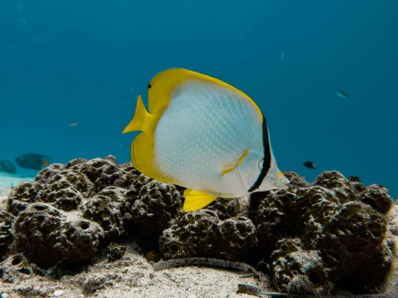 Cozumel: Chankanaab Park Admission+ Snorkel+ Welcome drink - FAQ