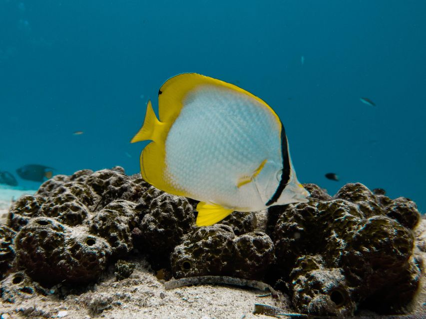 Cozumel: Chankanab Park Day Pass and Snorkeling - Watching the Sea Lion Show