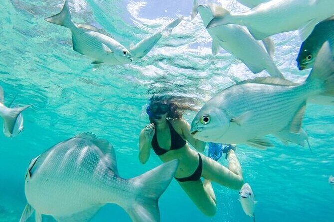 Cozumel: Day in Punta Sur Eco Park and Del Cielo Beach with Snorkeling - Wildlife and Habitat: Crocodiles in the Wild