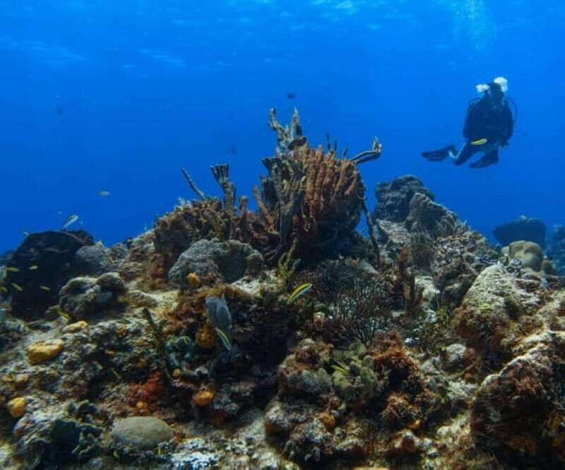 Cozumel: Discover Scuba Diving - The Sum Up
