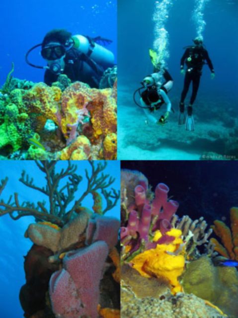 Cozumel: Dive in the Worlds Second Largest Coral Reef - Equipment and Dive Services