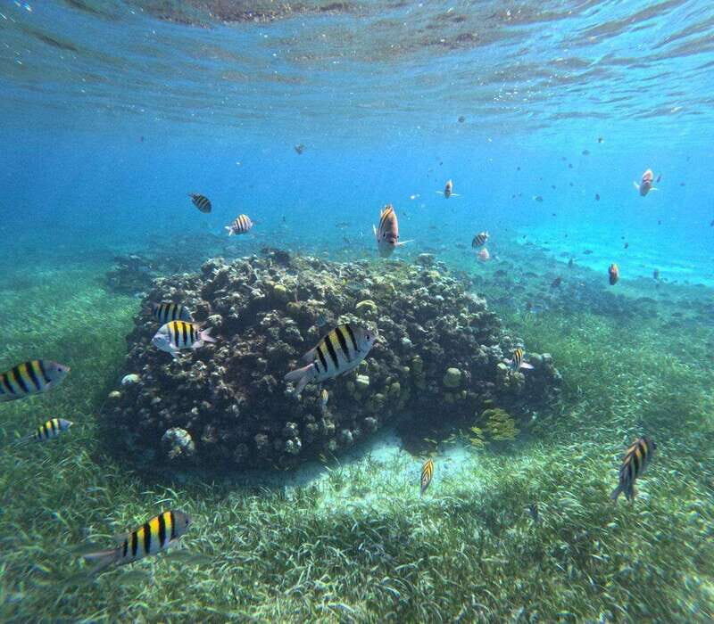 Cozumel, El Cielo: 4-Hour Private Tour - Discovering Cozumel’s Marine Paradise