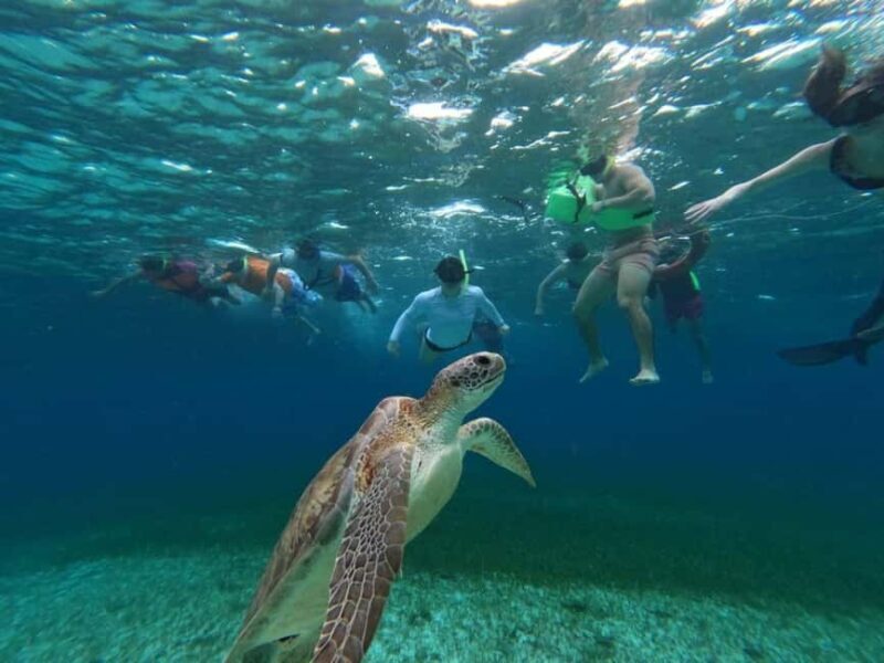 Cozumel, El Cielo: 4-Hour Shared Snorkeling Tour - A Closer Look at the Tour Experience