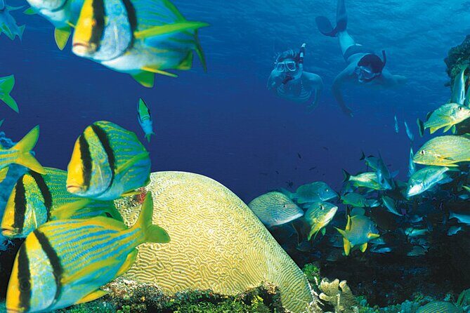 Cozumel El Cielo Reef Snorkel with Round Transportation - Transport, Cost, and Value