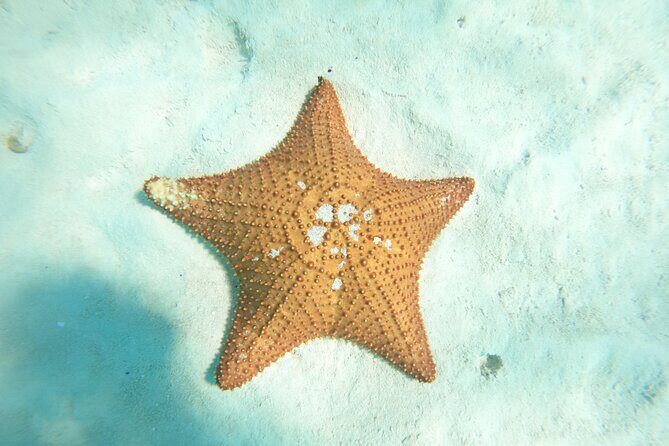 Cozumel El Cielo Snorkeling Tour - Analyzing the Value & Who Will Love It