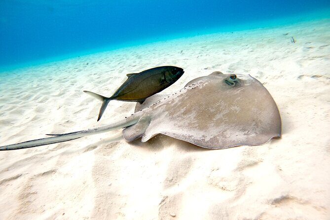 Cozumel El Cielo Snorkeling Tour - FAQ