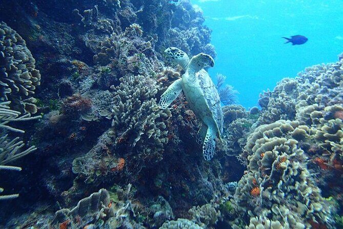 Cozumel El Cielo Tour! Palancar & Colombia Reef from Cancun - Key Points