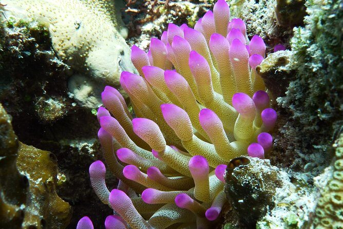 Cozumel Express 2-Tank Dives from Playa del Carmen/ Only for Certified Divers - Who Will Appreciate This Tour?