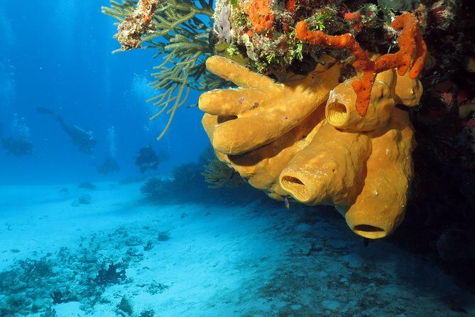 Cozumel Express 2-Tank Dives from Playa del Carmen/ Only for Certified Divers - FAQs