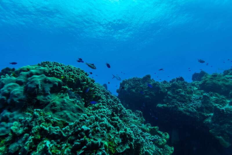 Cozumel: Fun Dive Adventure for Certificates - An In-Depth Look at the Cozumel Fun Dive Experience