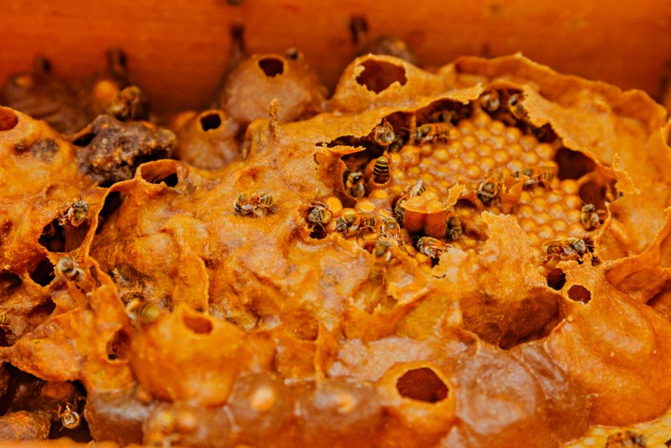 Cozumel: General Entrance to Mayan Bee Sanctuary - Mayan Bee Colony Structure