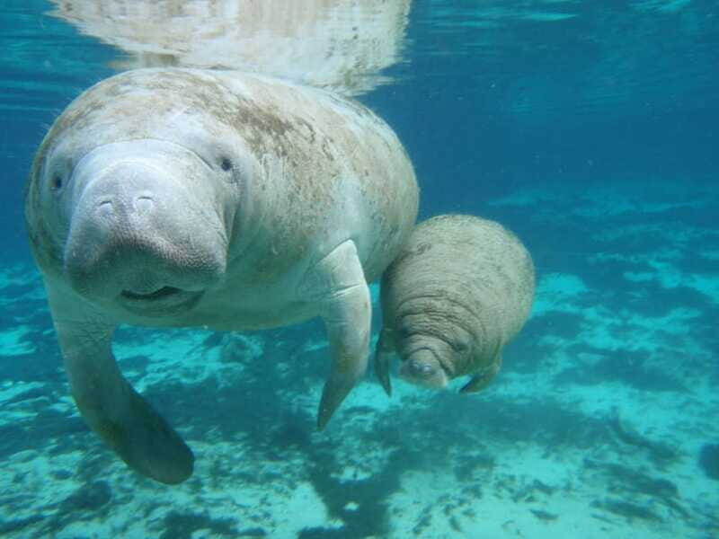 Cozumel: Manatee Encounter, Chankanaab Admission and Buffet - Timing and Group Size