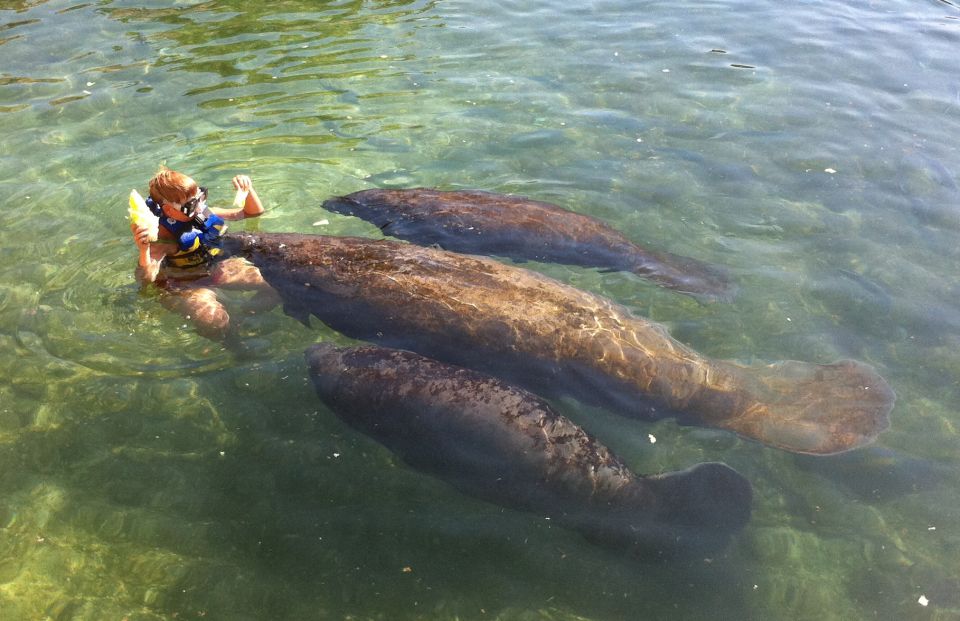 Cozumel: Manatee Encounter With Chankanaab Park Entrance - Manatee Observation and Interaction