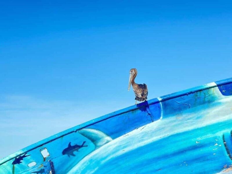 Cozumel Mayan Experience and San Gervasio Mayan Ruins - Who Would Enjoy This Tour?