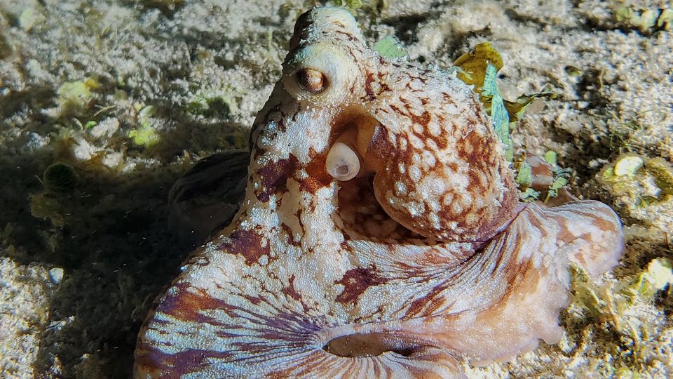 Cozumel: Night Time Snorker Session - Key Points