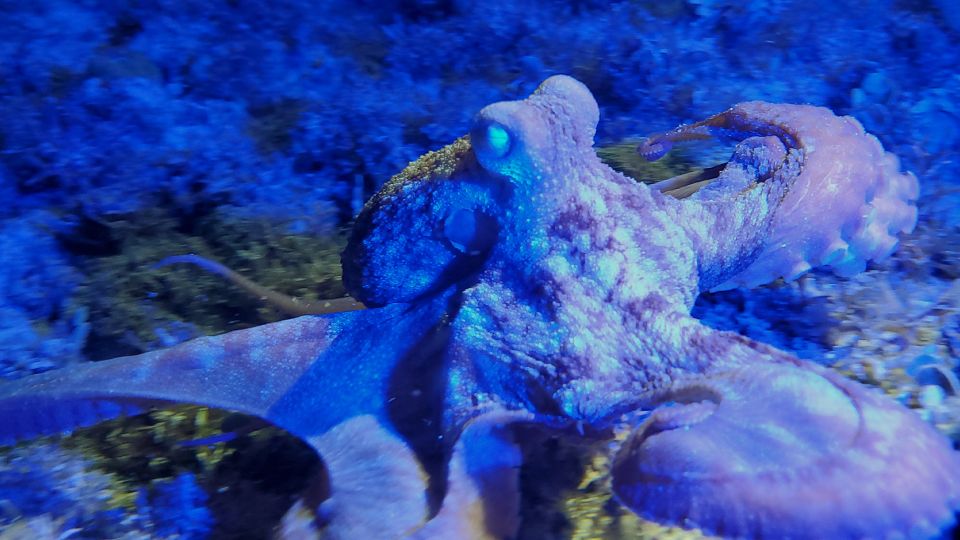 Cozumel: Night Time Snorker Session - Discovering Neon-Colored Marine Life