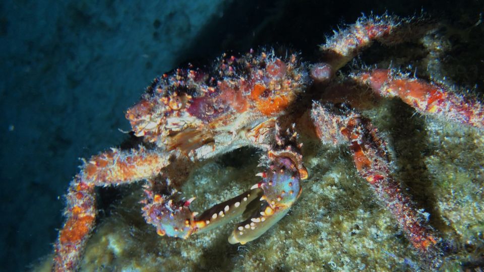 Cozumel: Night Time Snorker Session - Guided Insights and Addressing Questions