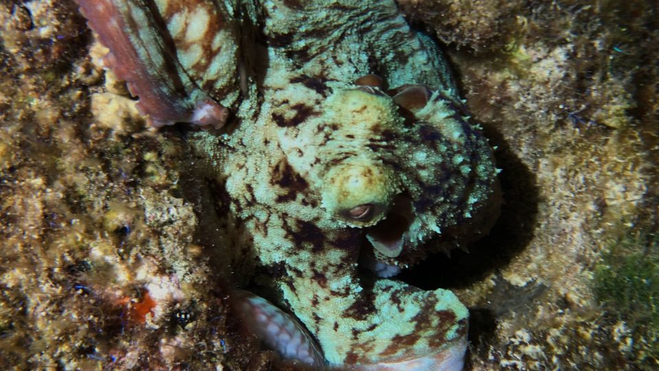 Cozumel: Night Time Snorker Session - Frequently Asked Questions