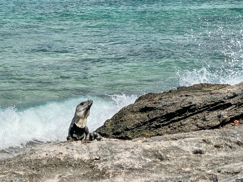 Cozumel: North Shore E-Bike Adventure & Beach Break - Key Points