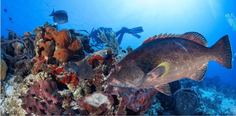 Cozumel: Ocean Dive - FAQ