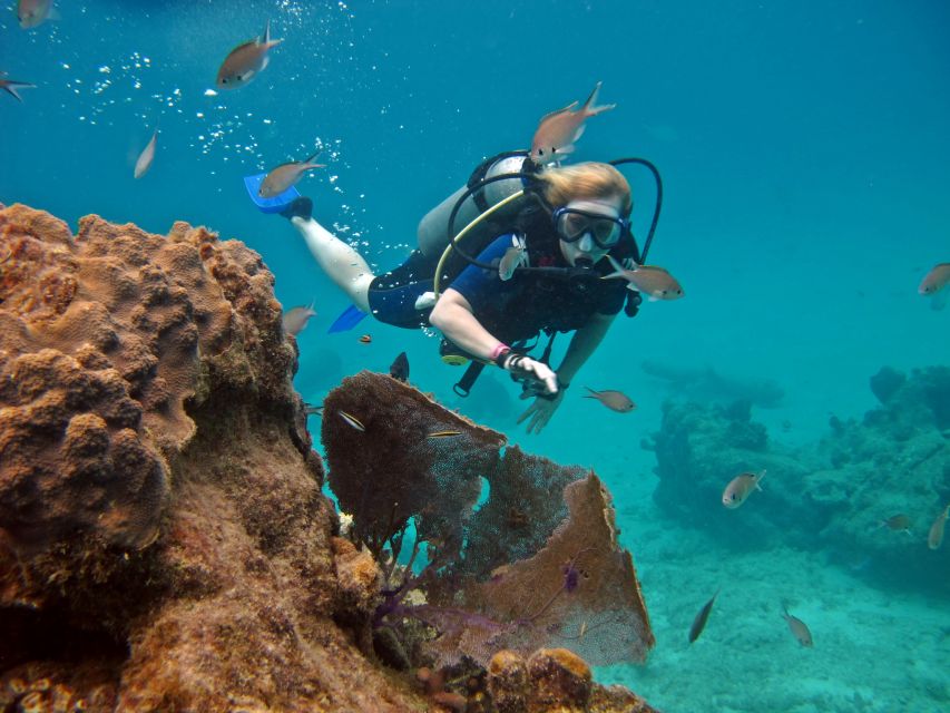 Cozumel: One Tank Scuba Dive and Full Chankanaab Park Access - Vibrant Marine Life and Sculptures