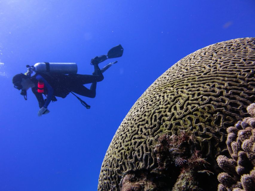 Cozumel: One Tank Scuba Dive and Full Chankanaab Park Access - Sea Lion Show and Park Amenities