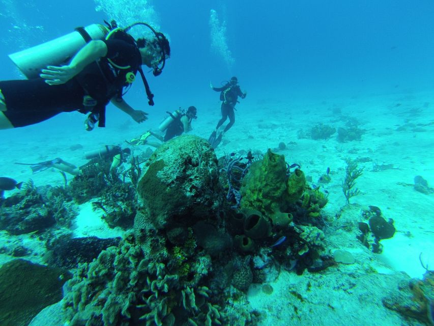 Cozumel: One Tank Scuba Dive and Full Chankanaab Park Access - Restrictions and Additional Information